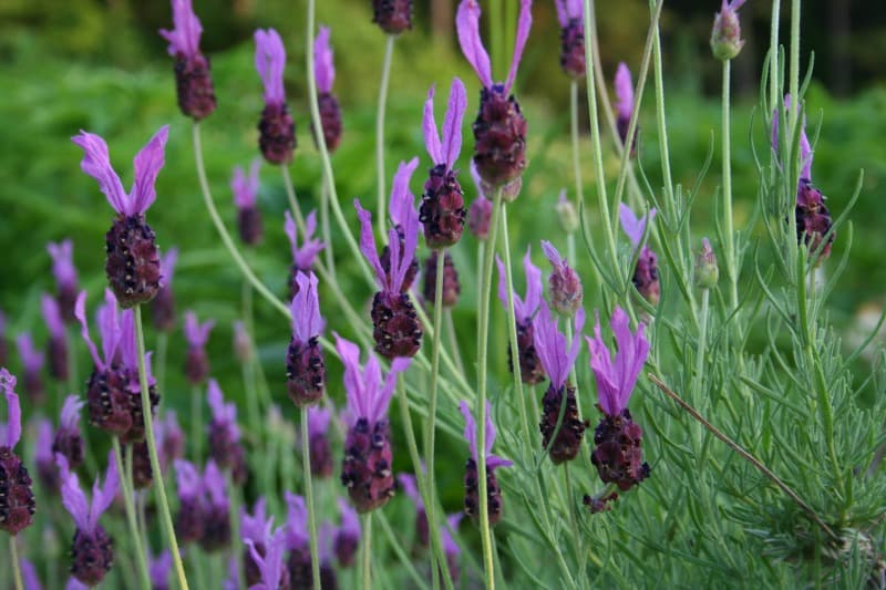 Rising Lavender – House Backyard Pleasure