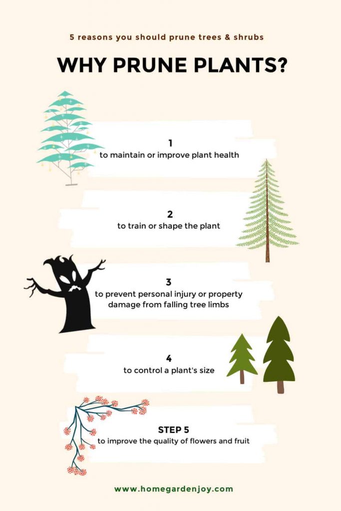 Discover Pruning: What Does it Imply for Timber and Shrubs?