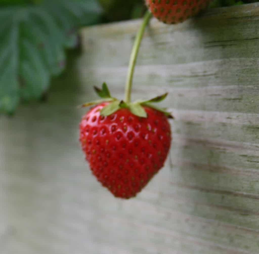 Rising Strawberry Crops – House Backyard Pleasure